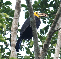 Sulawesi Hornbill photo 4