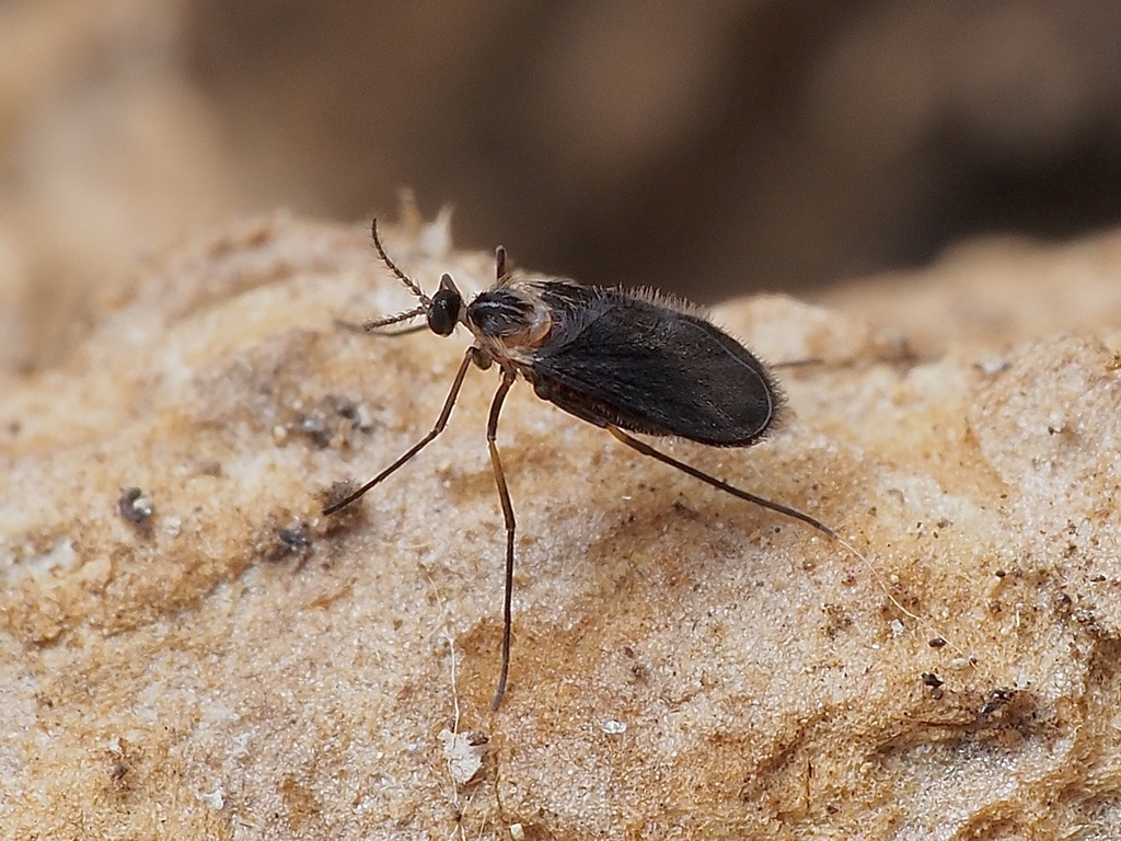 Ledomyia