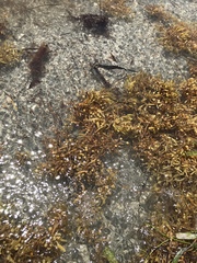 Sargassum natans