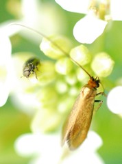 Cauchas rufimitrella