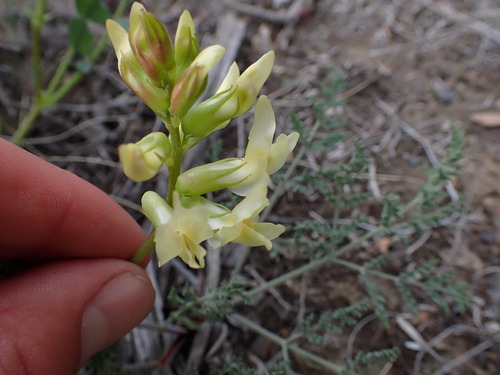 Image of Astragalus beckwithii by (c) Chris Fluit, some rights reserved (CC BY)