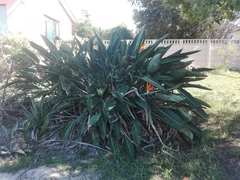 Strelitzia reginae reginae