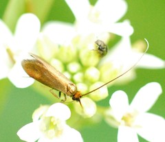 Cauchas rufimitrella