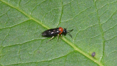 Blennocampinae