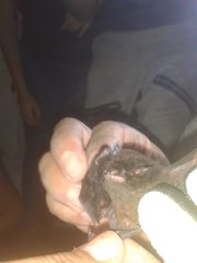 Myotis nigricans