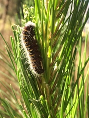 Metardaris cosinga