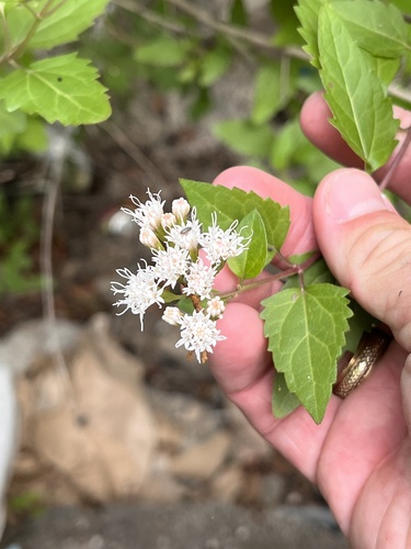 Ageratina havanensis