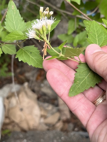 Ageratina havanensis