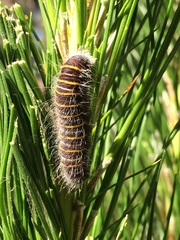 Metardaris cosinga