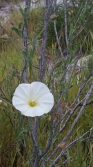 Calystegia macrostegia arida