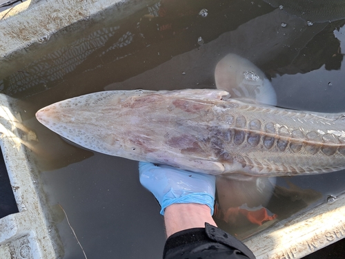 Pallid Sturgeon