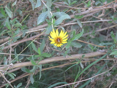 Grindelia pulchella