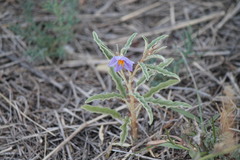 Solanum elaeagnifolium