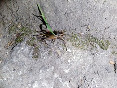 Teleogryllus occipitalis