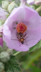 Closterocoris amoenus