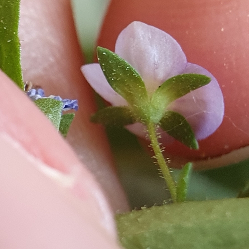 Image of Veronica anagalloides by (c) Mehdi Chetibi, some rights reserved (CC BY)