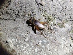 Teleogryllus occipitalis