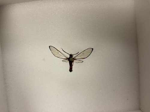 Diptilon chrysocraspis