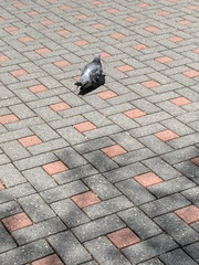 Columba livia