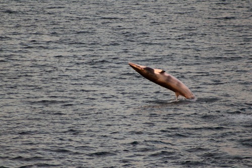Minke whale