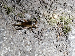 Teleogryllus occipitalis