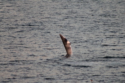 Minke whale