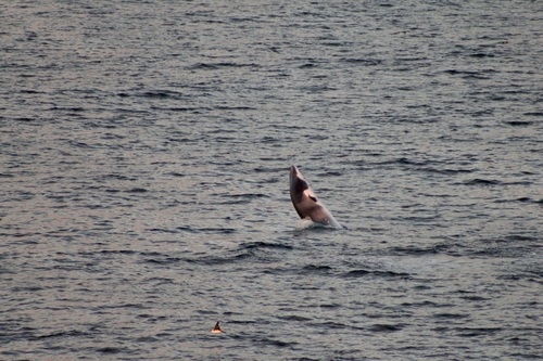Minke whale
