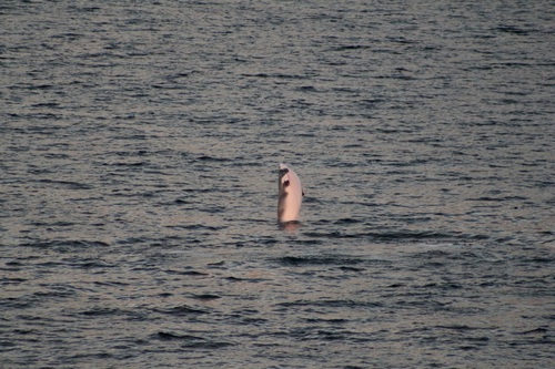 Minke whale