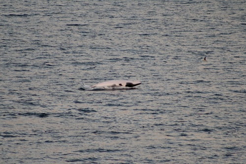Minke whale