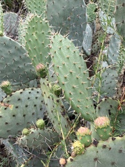 Opuntia × occidentalis