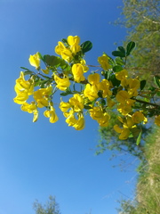 Hippocrepis emerus emerus