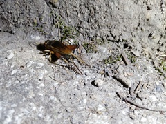 Teleogryllus occipitalis