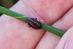 Paranaemia vittigera