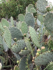Opuntia × occidentalis
