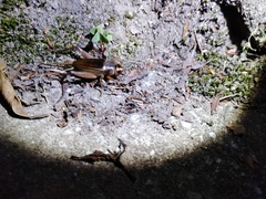 Teleogryllus occipitalis