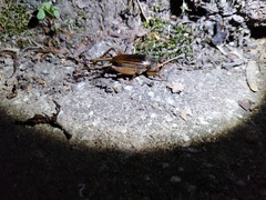 Teleogryllus occipitalis