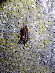 Epidaus