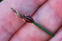 Paranaemia vittigera