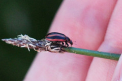 Paranaemia vittigera