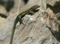 Kulzer's Rock Lizard photo 1