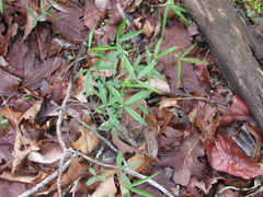 Orbexilum pedunculatum