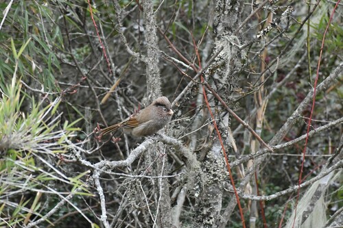 Brown Parrotbill (Paradoxornis unicolor), photo 6
