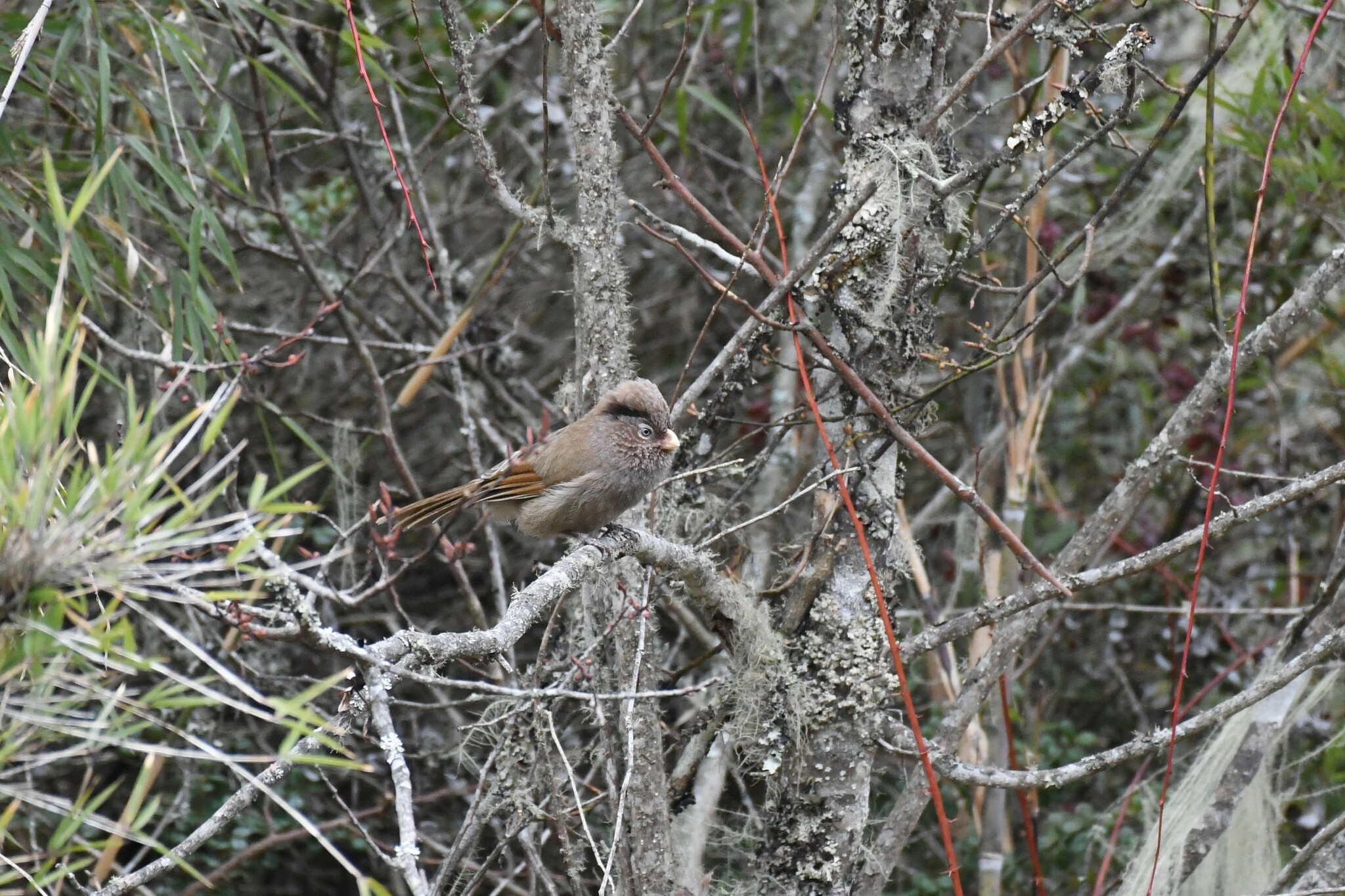 Brown Parrotbill illustration