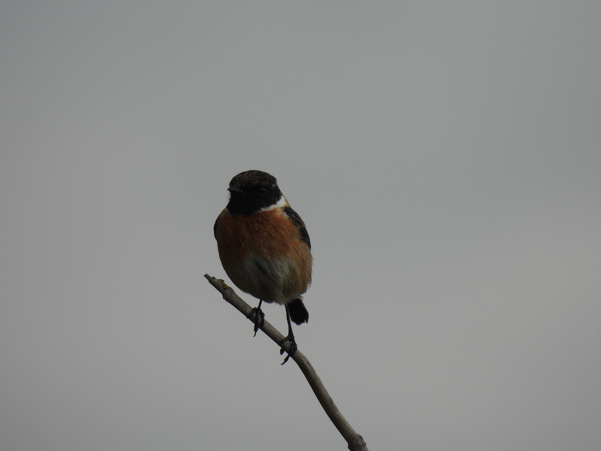 European Stonechat