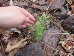 Tephrosia virginiana