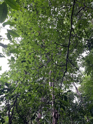 Arthroclianthus microbotrys observed 2024-04-26