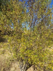 Kageneckia lanceolata