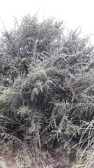 Atamisquea emarginata