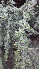 Atamisquea emarginata