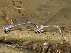 Argia hinei